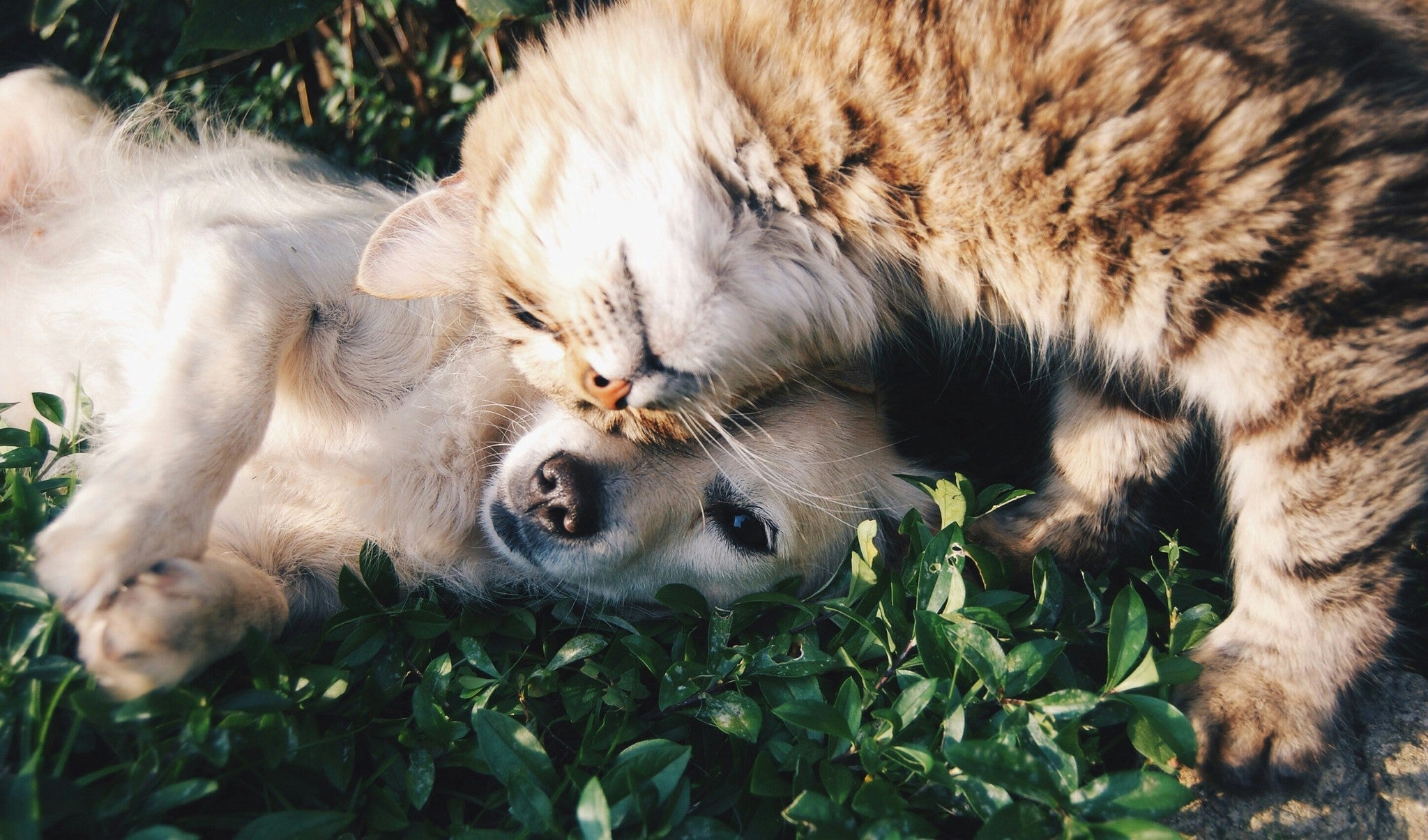Hey There, Pet Lovers!